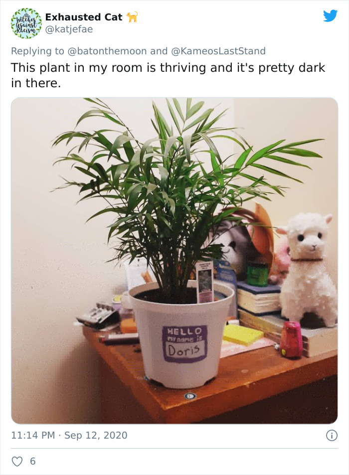 Low-Sunlight-House-Plants