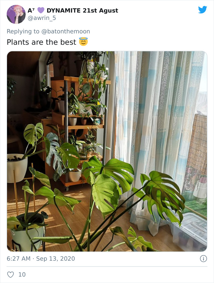 Low-Sunlight-House-Plants