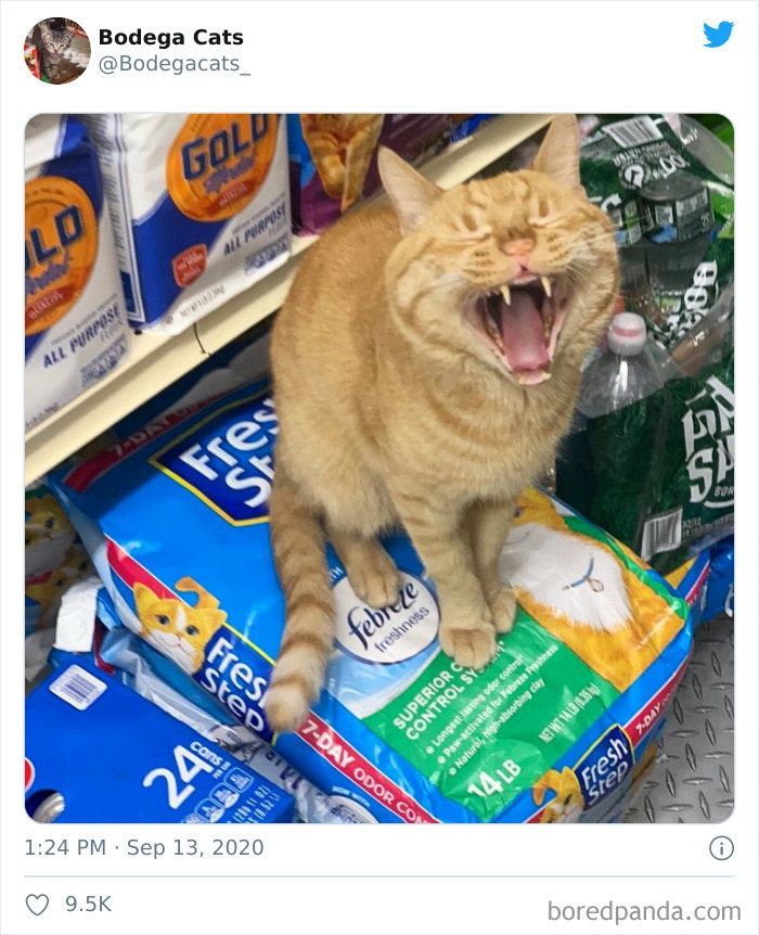 Convenience-Store-Bodega-Cats
