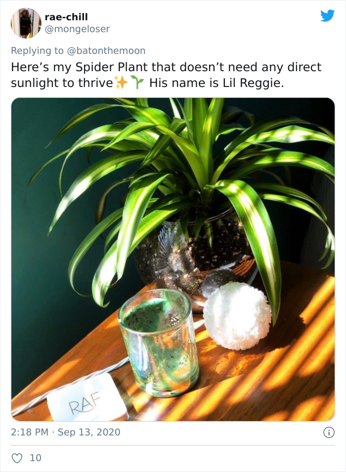 Low-Sunlight-House-Plants