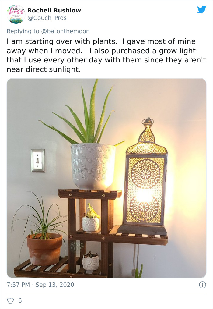 Low-Sunlight-House-Plants