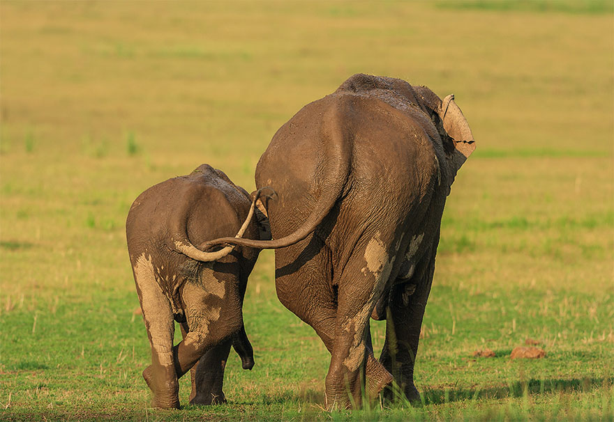 Comedy-Wildlife-Photography-Contest-2020-Finalist