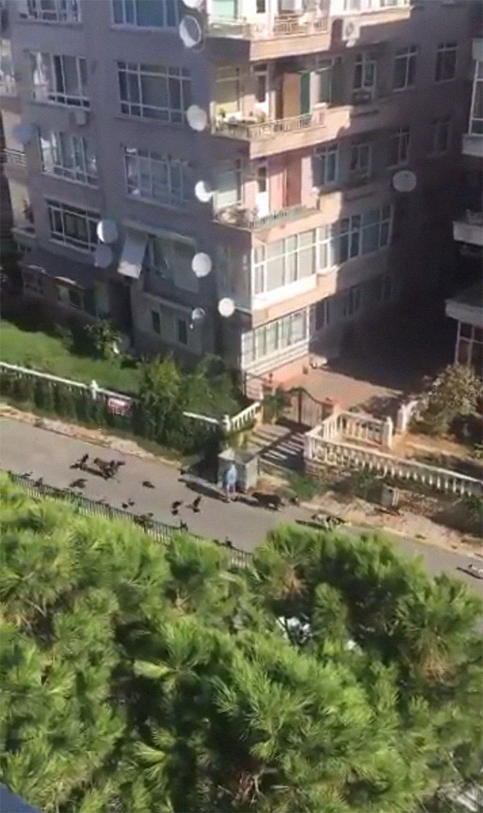 Woman Records This Stranger Leading A Parade Of Dogs, Cats, And Birds Down The Street, And The Scene Looks Magical