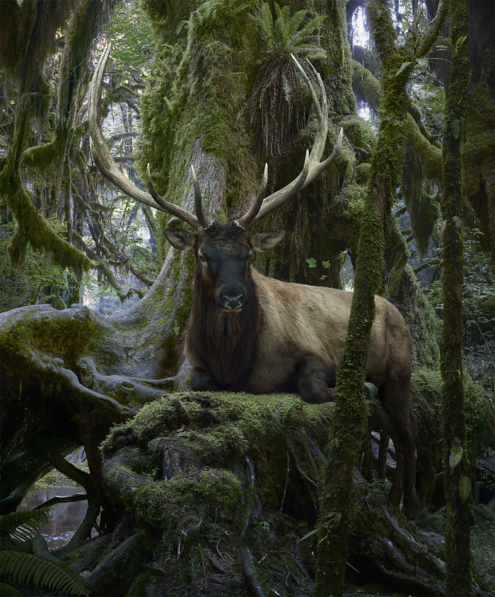 The Allegorical And Unusual Nature Of Simen Johan