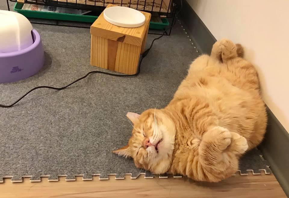 This Adorable Ginger Cat Sleeps All Day But Is Constantly Tired, And People Think It&rsquo;s Absolutely Relatable (17 Pics)