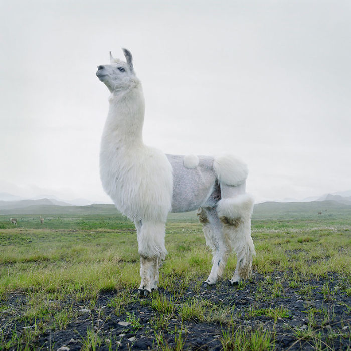 The Allegorical And Unusual Nature Of Simen Johan