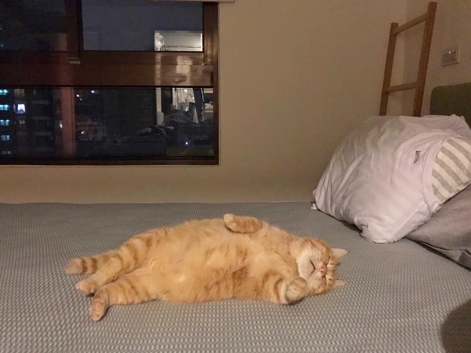 This Adorable Ginger Cat Sleeps All Day But Is Constantly Tired, And People Think It&rsquo;s Absolutely Relatable (17 Pics)