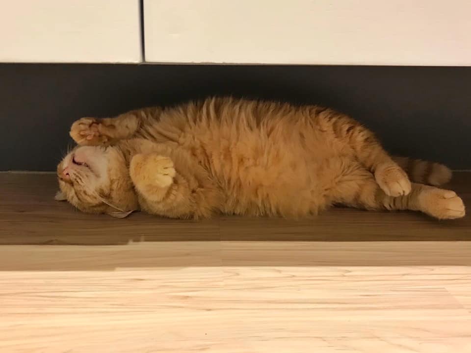 This Adorable Ginger Cat Sleeps All Day But Is Constantly Tired, And People Think It&rsquo;s Absolutely Relatable (17 Pics)