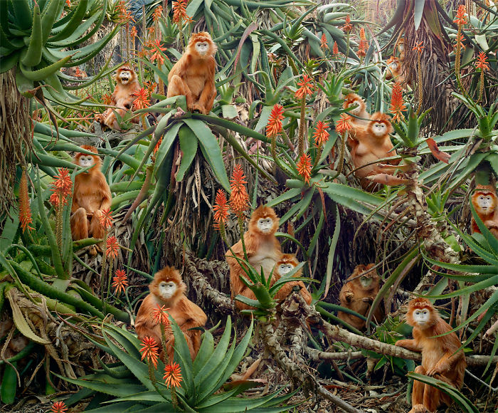 The Allegorical And Unusual Nature Of Simen Johan