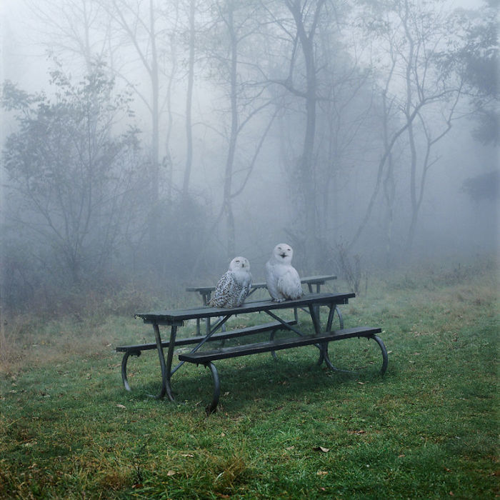 The Allegorical And Unusual Nature Of Simen Johan