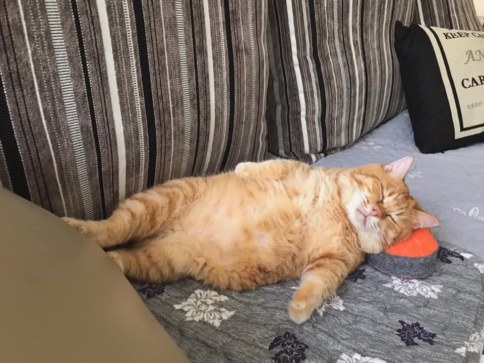 This Adorable Ginger Cat Sleeps All Day But Is Constantly Tired, And People Think It&rsquo;s Absolutely Relatable (17 Pics)