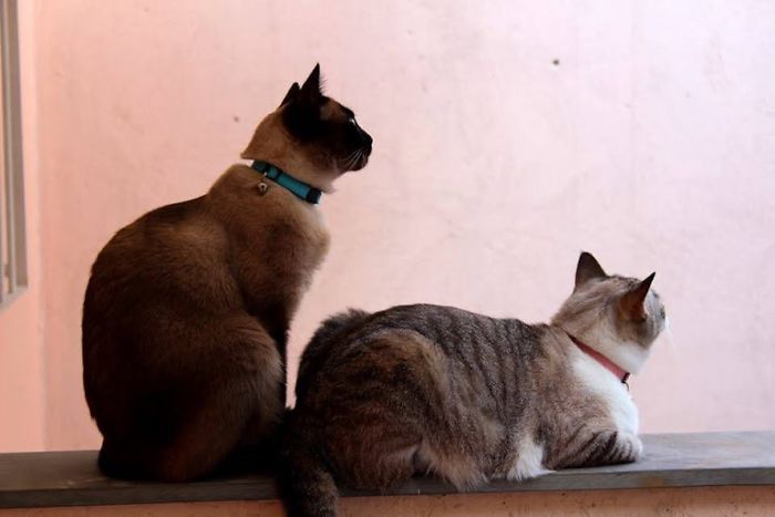 Pintucchio And Shoxana. We Rescued Them From A Dump When They Were Only 5 Days Old.