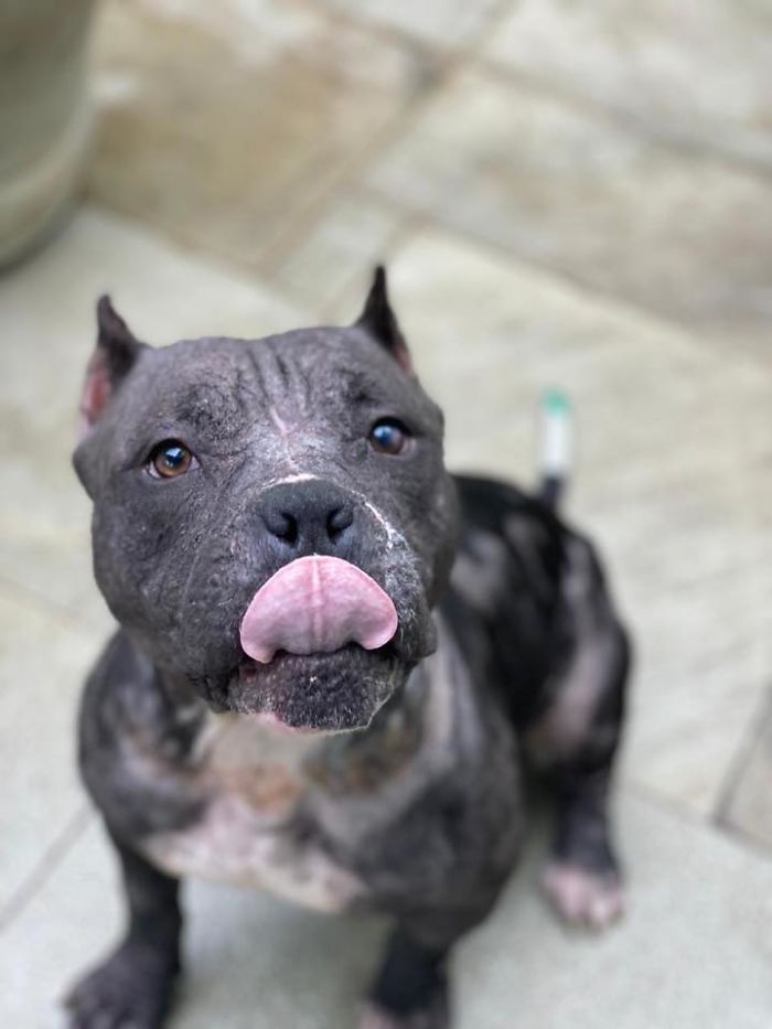 This Abandoned Pit Bull Was Certain To Die Alone, But Then This Good-Willed Man Found Her (20 Pics) This Abandoned Pit Bull Was Certain To Die Alone, But Then This Good-Willed Man Found Her (20 Pics)