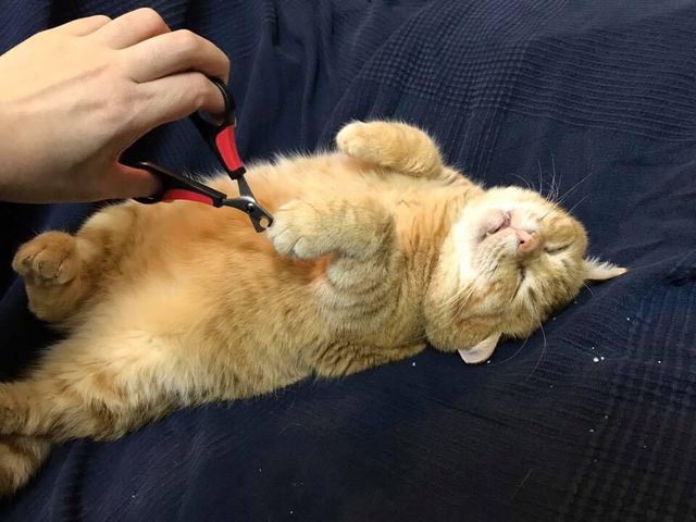 This Adorable Ginger Cat Sleeps All Day But Is Constantly Tired, And People Think It&rsquo;s Absolutely Relatable (17 Pics)