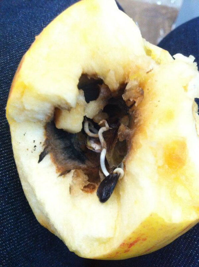 Pregnant Apple! Apple Tree Growing Inside The Apple!