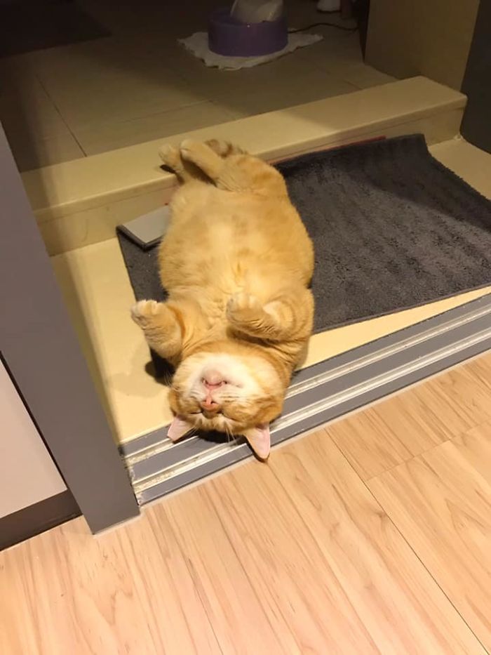 This Adorable Ginger Cat Sleeps All Day But Is Constantly Tired, And People Think It&rsquo;s Absolutely Relatable (17 Pics)