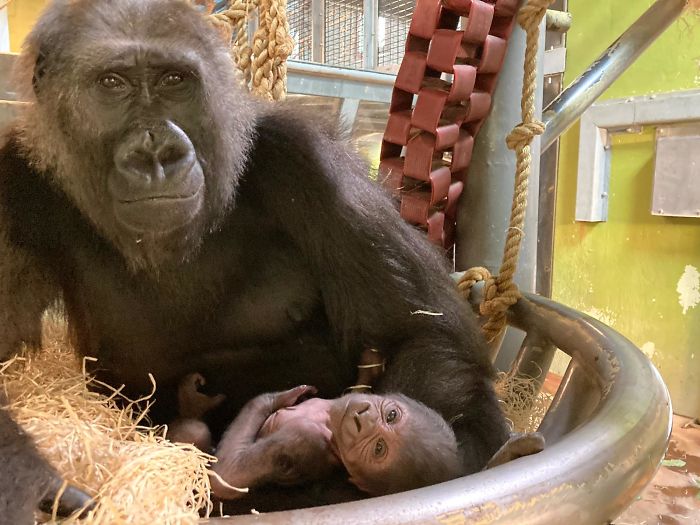 Mum Gorilla Who Lost Her Firstborn 1 Year Ago Gets Captured Cradling Her Month-Old Baby Mum Gorilla Who Lost Her Firstborn 1 Year Ago Gets Captured Cradling Her Month-Old Baby