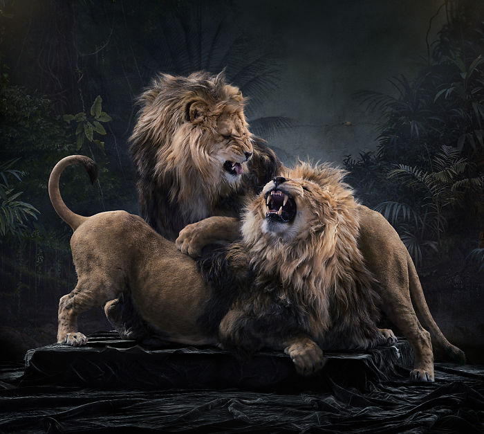 The Allegorical And Unusual Nature Of Simen Johan