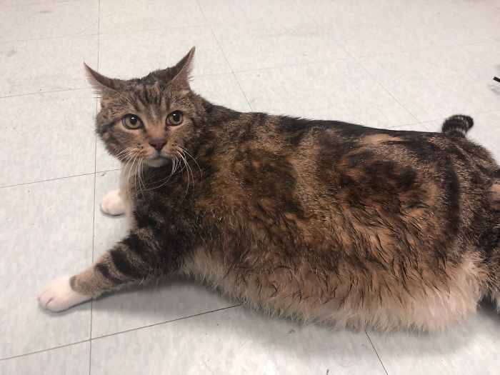30 Lb Chonk Cat Named Lasagna Gets New Home, New Owners Thrilled With Getting Lasagna And Helping Her Get Healthy 30 Lb Chonk Cat Named Lasagna Gets New Home, New Owners Thrilled With Getting Lasagna And Helping Her Get Healthy