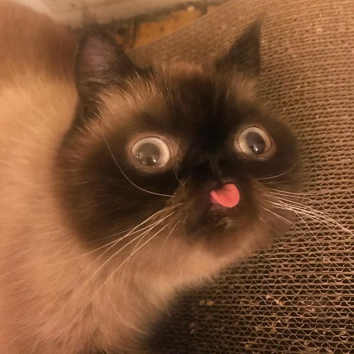 Bleps