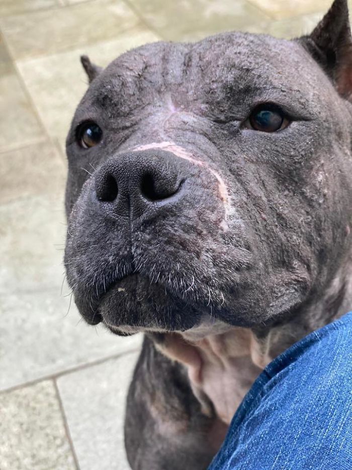 This Abandoned Pit Bull Was Certain To Die Alone, But Then This Good-Willed Man Found Her (20 Pics) This Abandoned Pit Bull Was Certain To Die Alone, But Then This Good-Willed Man Found Her (20 Pics)