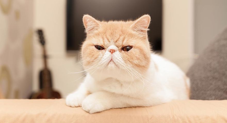 10 Top Cutest Cat Breeds!