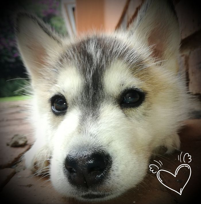 Dimsum At 4 Weeks - Super Cute!