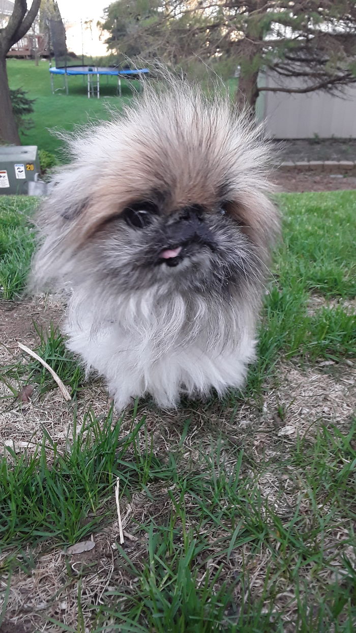 Lilly Is A 12 Year Old Floofy Pekingese