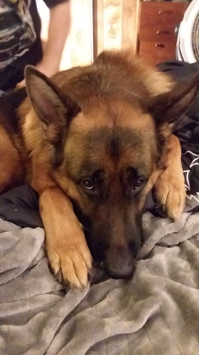 This Is Rajah. He Is My Majestic Boy With Expressive Eyes.