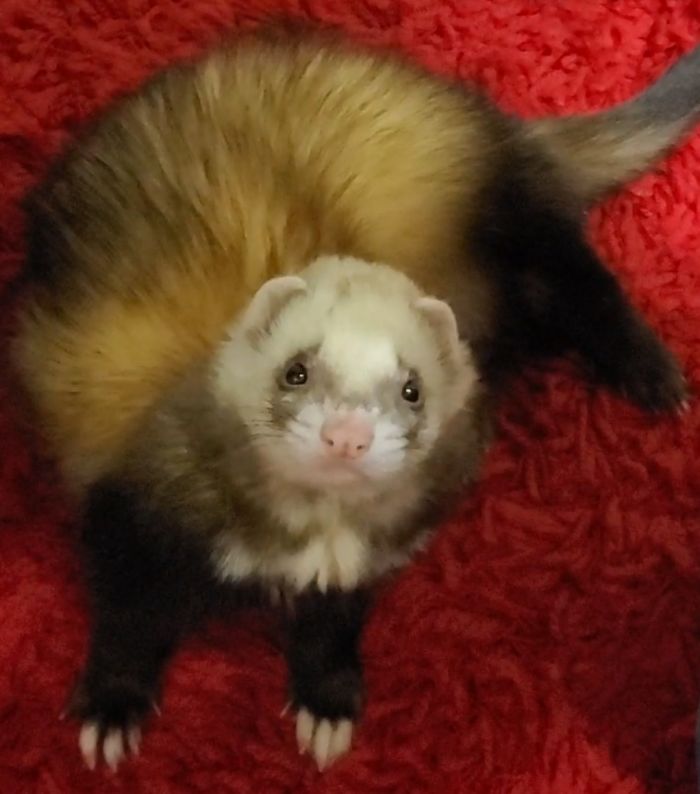 Oliver Likes To Have Photo Shoots On His Shag Rug