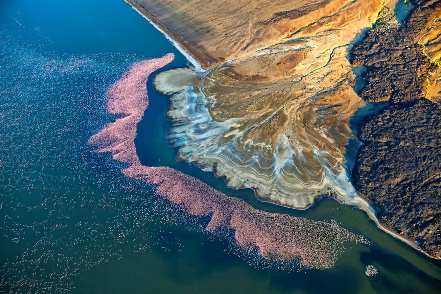 Nature Category Runner-Up: Flamingos At Lake Logipi