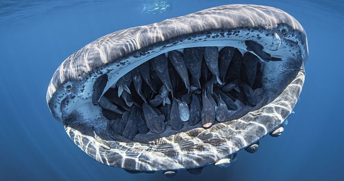 Photo Of Whale Shark With 50+ Fish In its Mouth Wins Grand Prize In Underwater Photo ContestPhoto Of Whale Shark With 50+ Fish In its Mouth Wins Grand Prize In Underwater Photo Contest