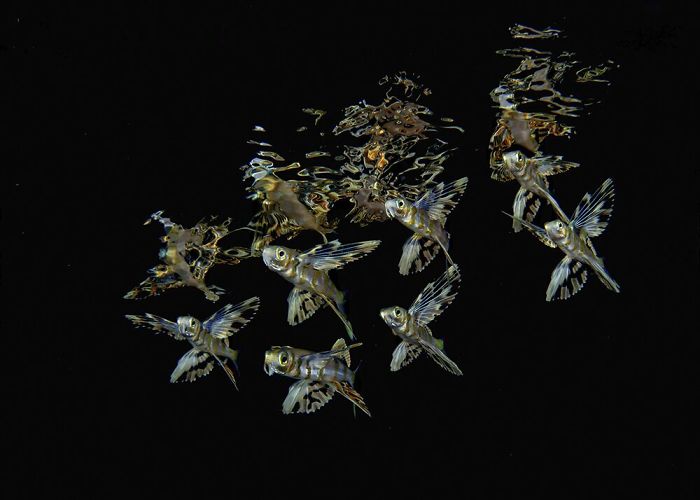 Honorable Mention - Dennis Whitestone, Palm Beach, Florida