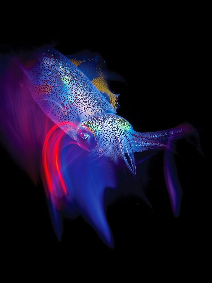 Honorable Mention - Enrico Somogyi, Anilao, Philippines