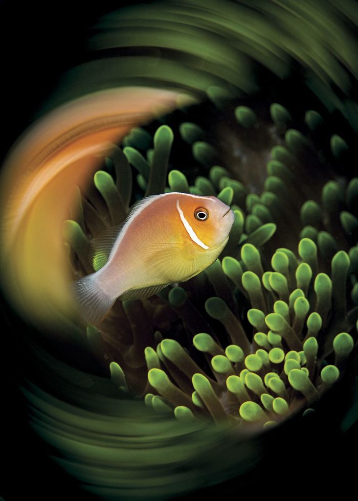 Honorable Mention - Lureen Ferretti