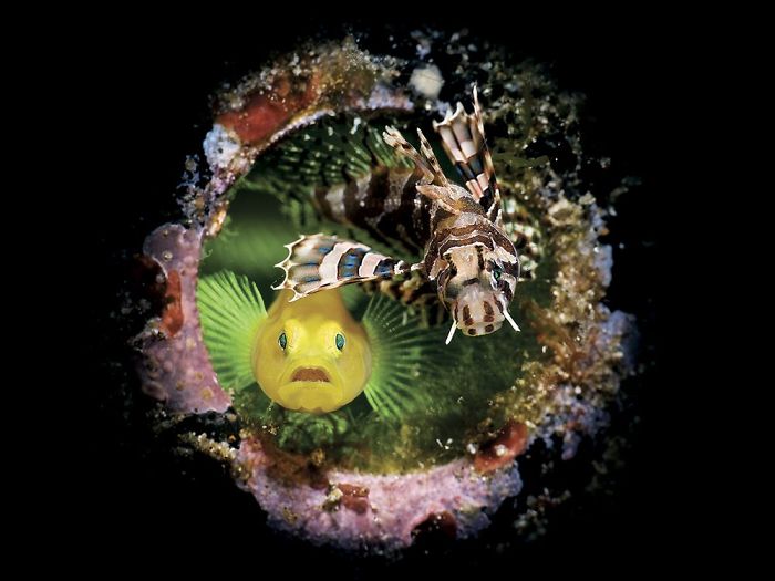 Third Place In Compact Camera - Enrico Somogyi, Anilao, Philippines