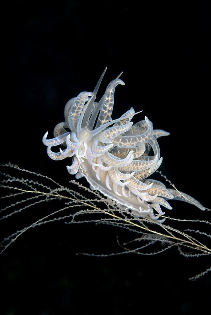 Second Place In Macro - Yury Ivanov, Bali, Indonesia