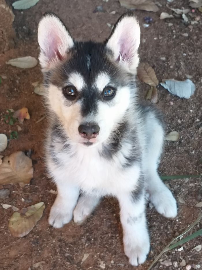 Charsu At 8 Weeks, Cute As A Button