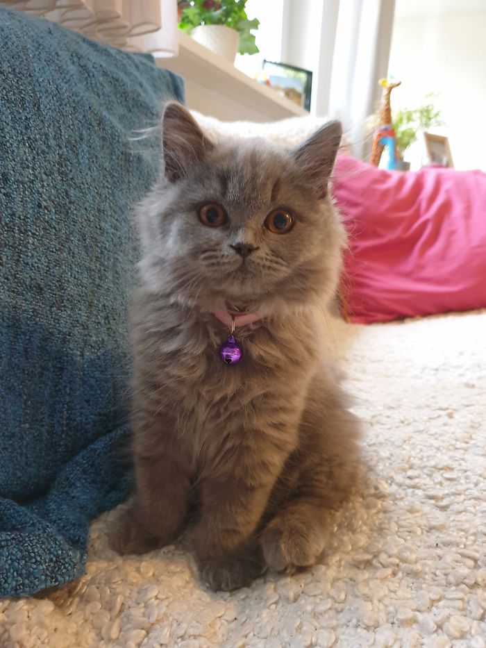 Meet Sushi..the Cutes Little Fluff Ever!