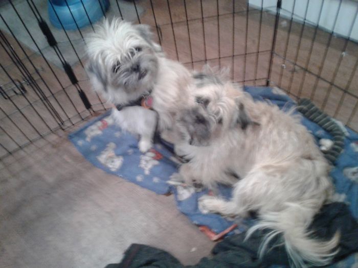 My Puppies Charlie And Saidy