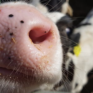 moppimoopenheimer_1 avatar