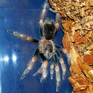 nataliamorgadonardi avatar