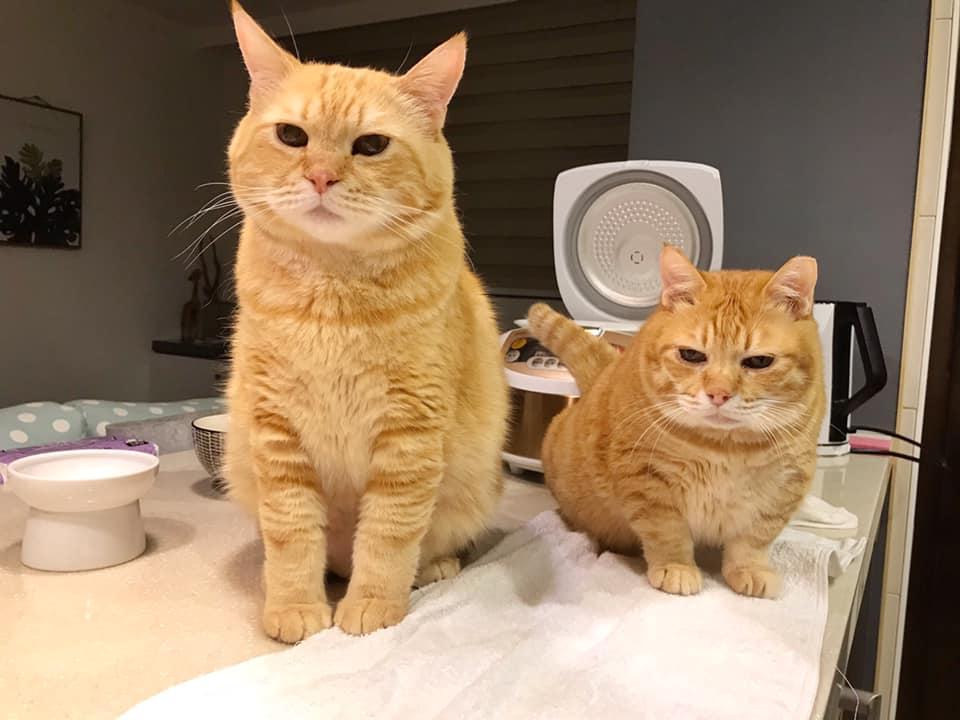 This Adorable Ginger Cat Sleeps All Day But Is Constantly Tired, And People Think It&rsquo;s Absolutely Relatable (17 Pics)