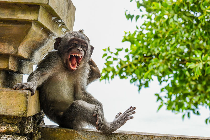 The Finalists Of The 2020 Comedy Wildlife Photography Awards Have Been Announced And They Might Crack You Up