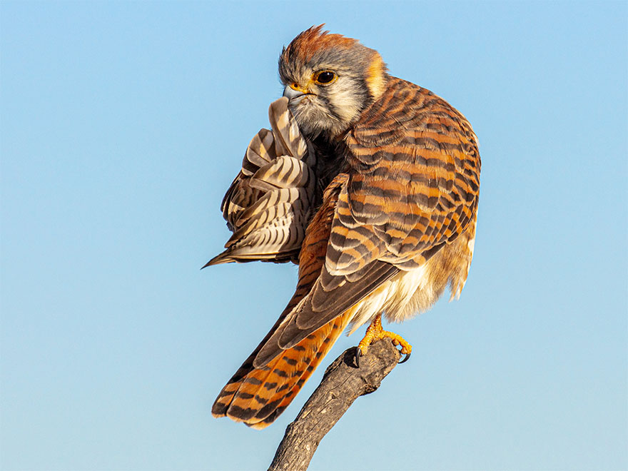 Comedy-Wildlife-Photography-Contest-2020-Finalist