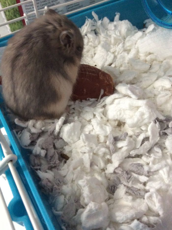 My Little Sister’s Dwarf Hamster, Lola!
