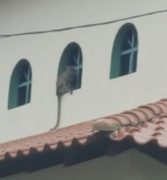 Monkey Steals Guy's Phone, &lsquo;Takes' A Bunch Of Selfies, Also Manages To Get One &lsquo;Artistic' Shot