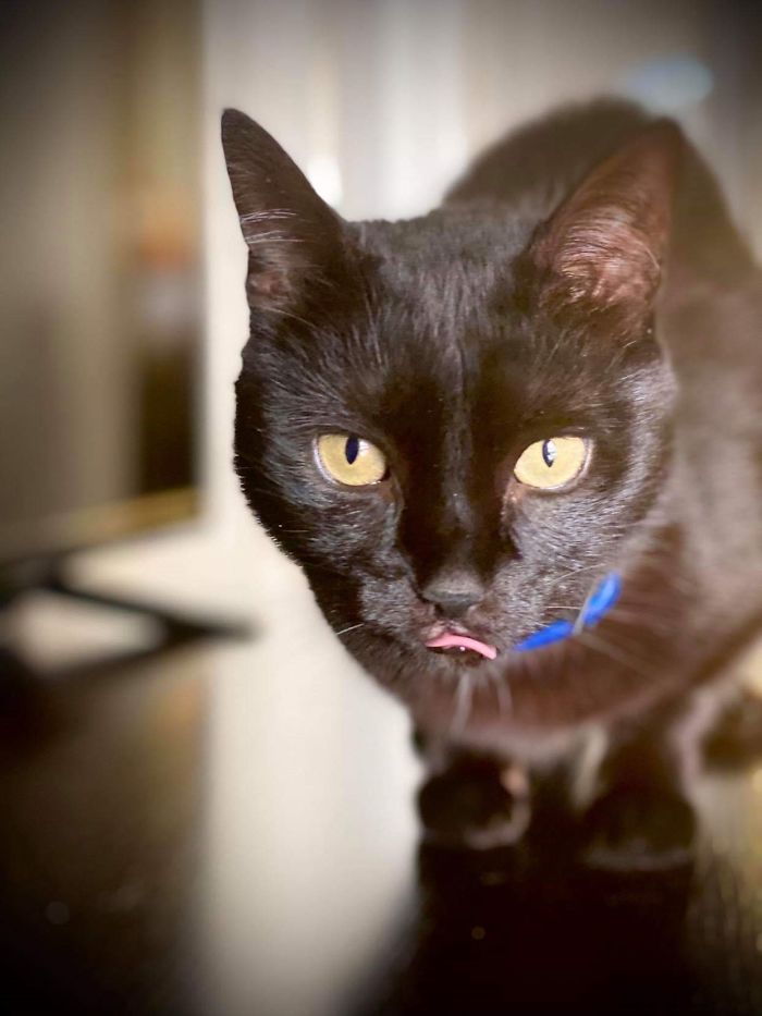 This Is Troufa. She Thinks My Couch Is Her Scratching Post And I Am Her Servant And Toy. I Love Her To Bits ♥