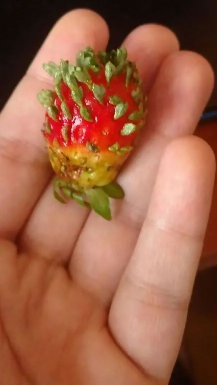 This Strawberry Seeds Started To Grow