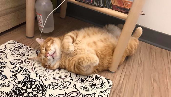 This Adorable Ginger Cat Sleeps All Day But Is Constantly Tired, And People Think It&rsquo;s Absolutely Relatable (17 Pics)